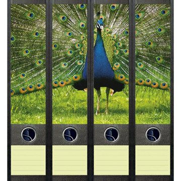 Afbeeldingen van ordnerrug File Art zelfklevend 4stuks 60x210mm peacock